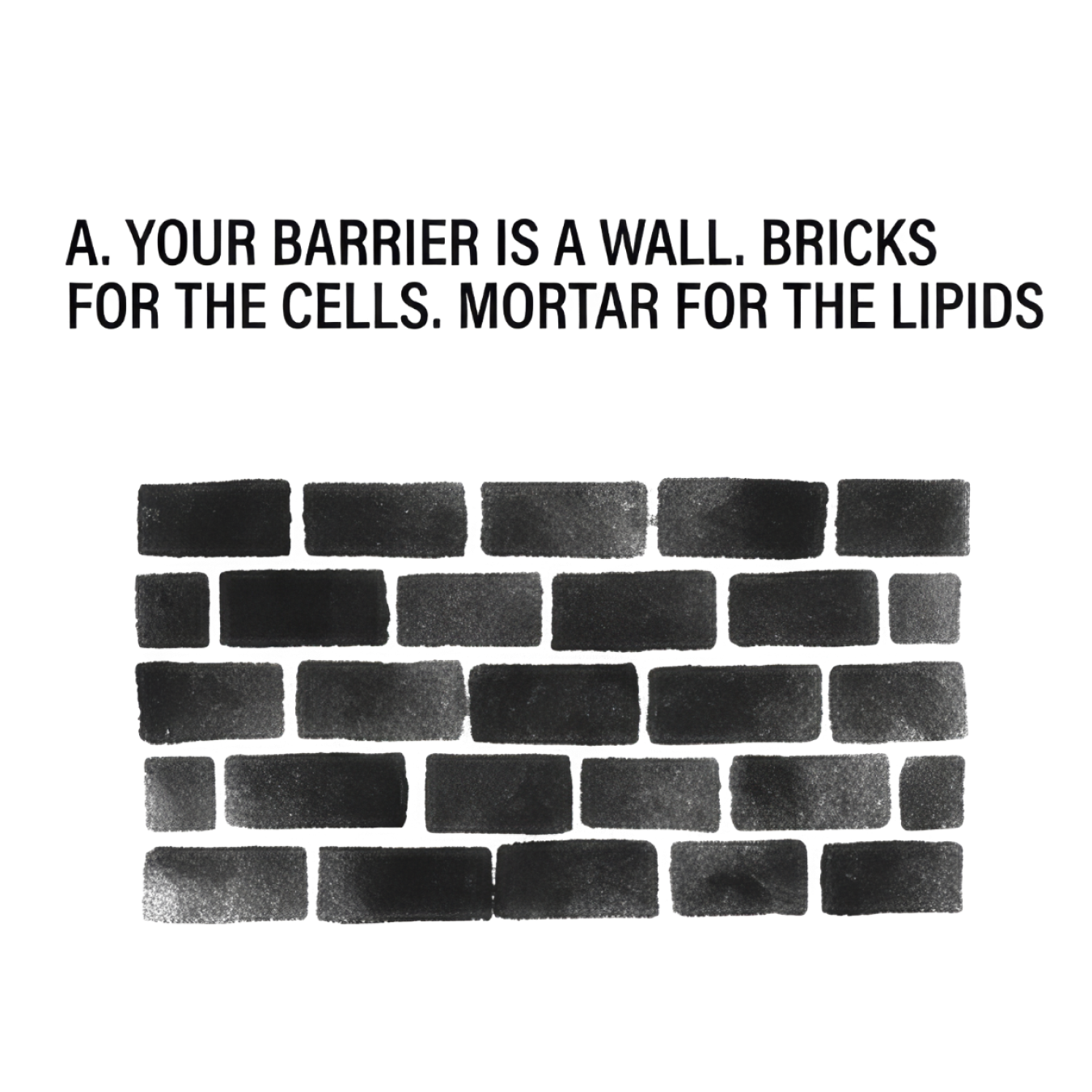 A. Your barrier is a wall. Bricks for the cells. Mortar for the lipids