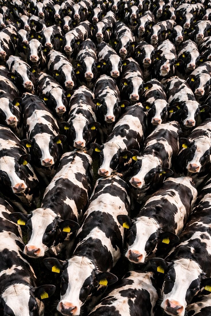 A dense herd of black and white Holstein cattle photographed from above