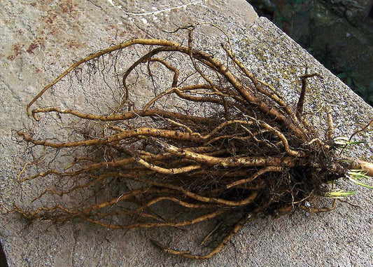 Calendula, Marshmallow, Manuka: What These Actually Do (Beyond Sounding Nice) - NOOKS BALM