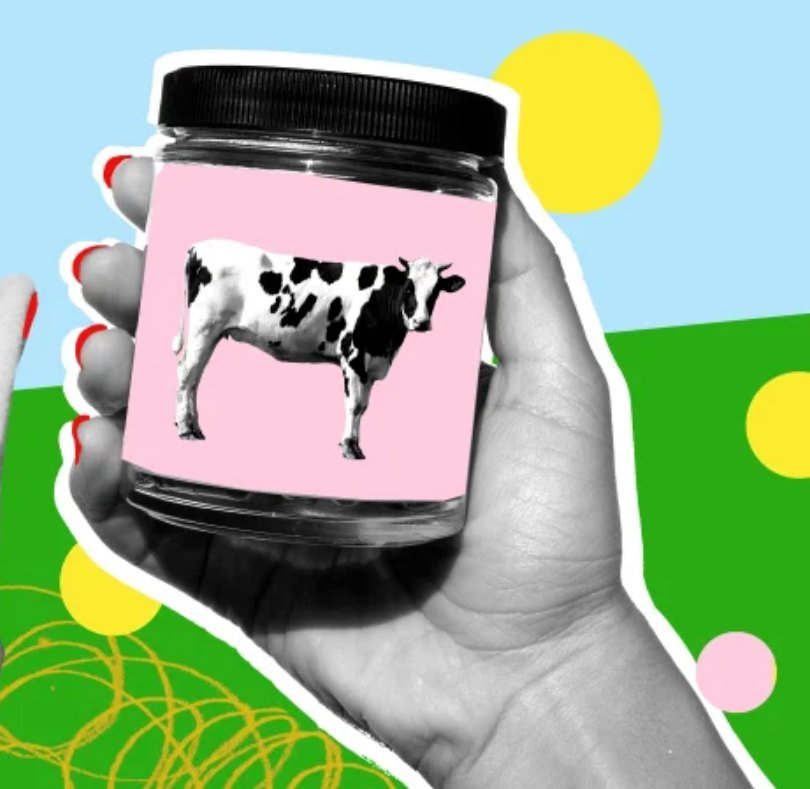 A hand holding a jar of tallow balm with a cow on the label, collage illustration