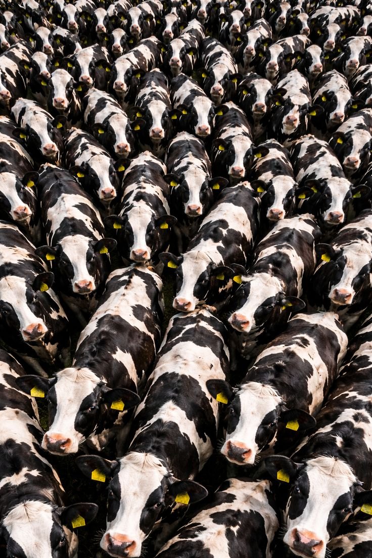 A dense herd of black and white Holstein cattle photographed from above