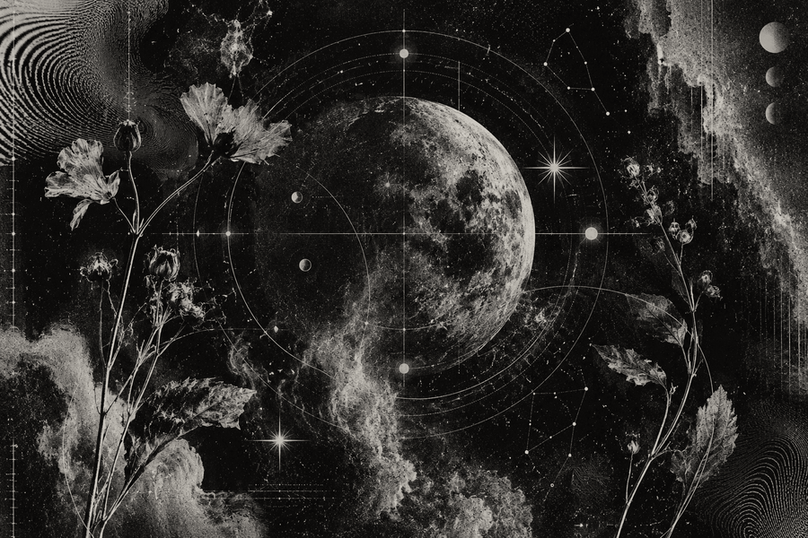 A botanical chart arranged under a moon
