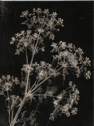 Immortelle, a dried everlasting flower