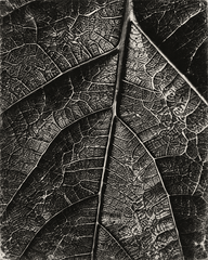 Plantain leaf veins in close detail