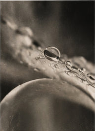 A squalane droplet on a leaf