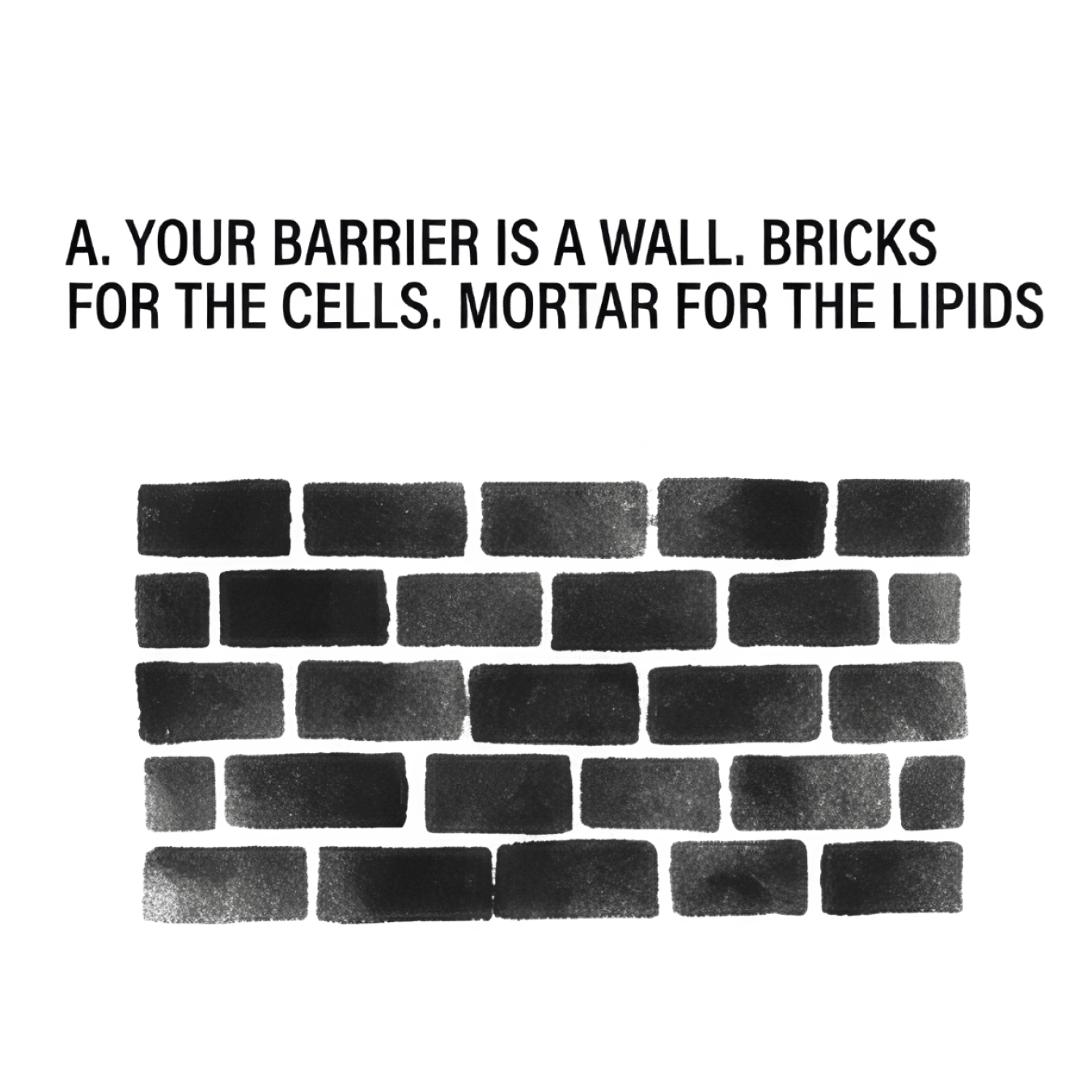 A. Your barrier is a wall. Bricks for the cells. Mortar for the lipids